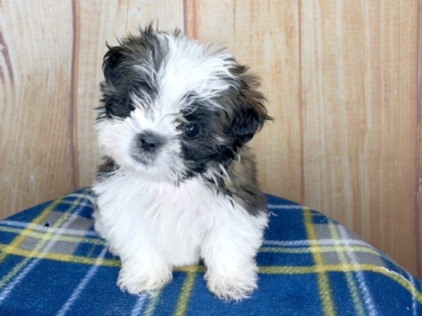 Shih Tzu DOG Male brown white 5750 Petland Ashland, Kentucky