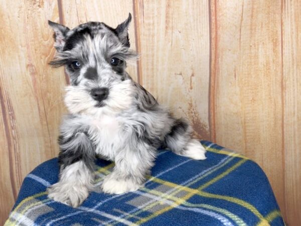 Miniature Schnauzer DOG Female BLUE MERLE 5749 Petland Ashland, Kentucky