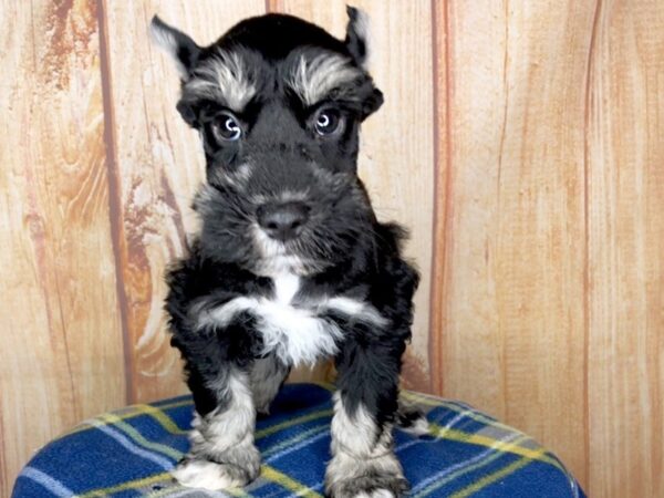 Miniature Schnauzer DOG Male BLK SILVER 5748 Petland Ashland, Kentucky