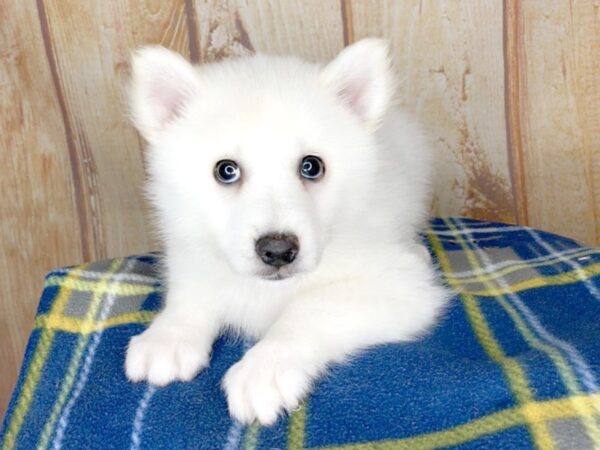 Pomsky DOG Male CREAM WHITE 5754 Petland Ashland, Kentucky