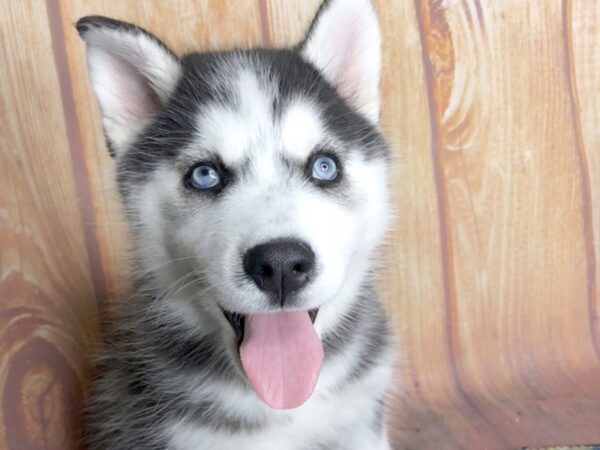 Siberian Husky DOG Female Black & White 5761 Petland Ashland, Kentucky