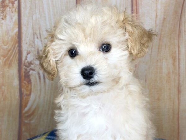 Miniature Poodle-DOG-Female-Tan-5760-Petland Ashland, Kentucky