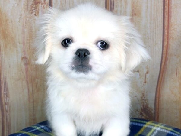 Pekingese DOG Female white, cream markings 5759 Petland Ashland, Kentucky