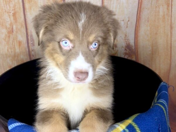 Australian Shepherd DOG Male red, Tri markings 5758 Petland Ashland, Kentucky