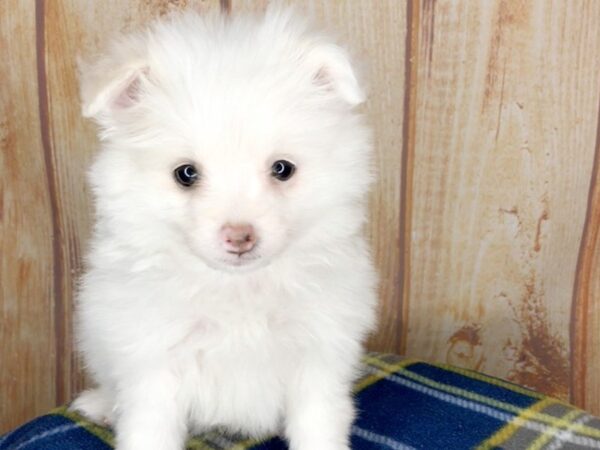 Pomeranian-DOG-Female-Cream-5756-Petland Ashland, Kentucky