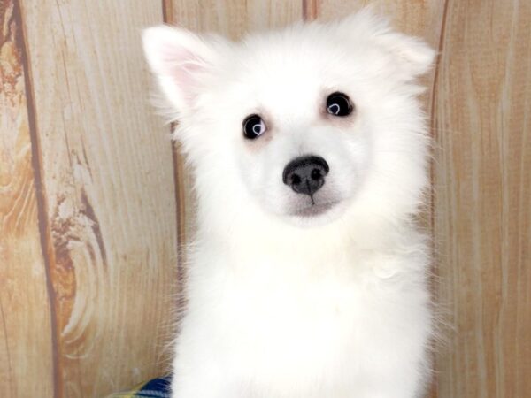 American Eskimo Dog DOG Female white 5757 Petland Ashland, Kentucky