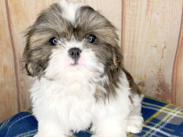 Shih Tzu DOG Female brown white 5755 Petland Ashland, Kentucky