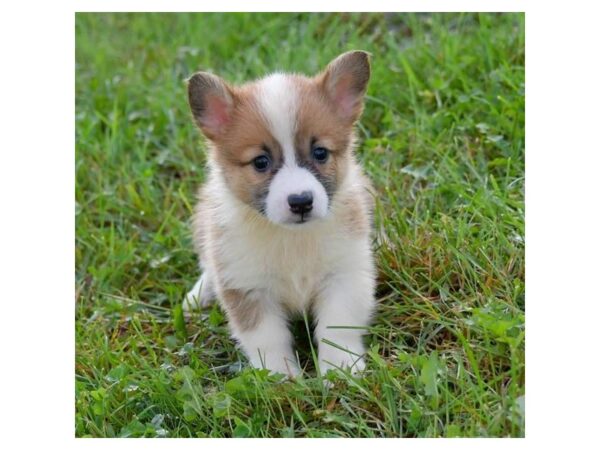 Pembroke Welsh Corgi DOG Female Red / White 5773 Petland Ashland, Kentucky