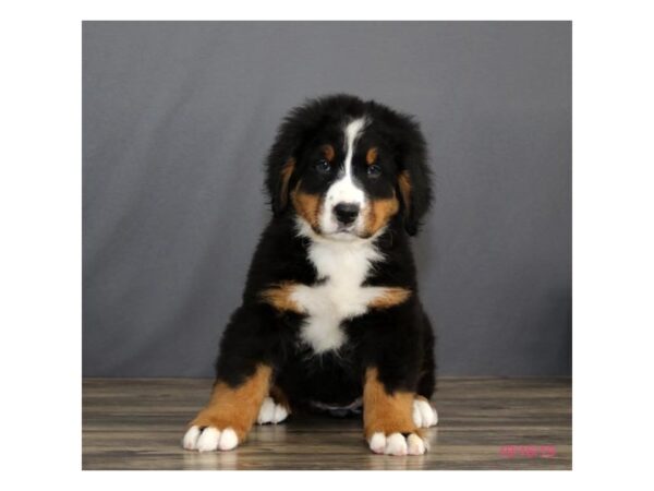 Bernese Mountain Dog-DOG-Female-Black Rust / White-5771-Petland Ashland, Kentucky