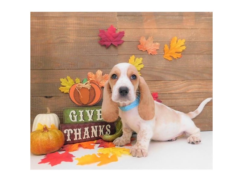 Basset Hound Puppy Lemon / White ID:5770 Located at Petland