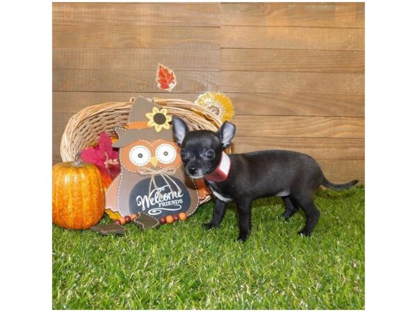 Chihuahua DOG Female Black 5766 Petland Ashland, Kentucky