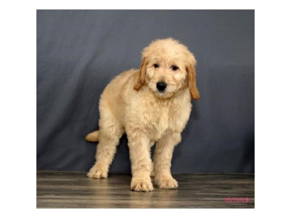 Goldendoodle 2nd Gen DOG Male Cream 5772 Petland Ashland, Kentucky