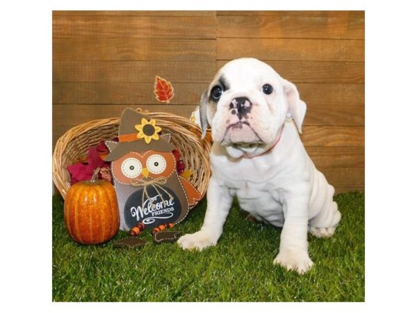 Bulldog DOG Female White / Fawn 5768 Petland Ashland, Kentucky