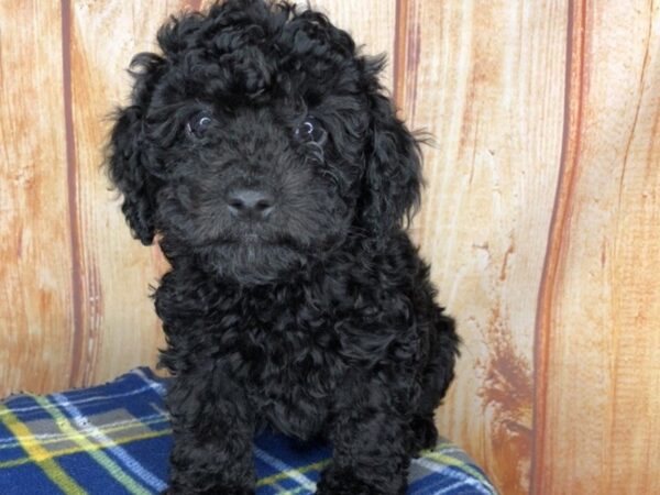 Miniature Poodle DOG Male blk 5763 Petland Ashland, Kentucky