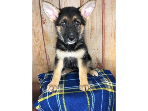 German Shepherd DOG Female black and tan 5774 Petland Ashland, Kentucky