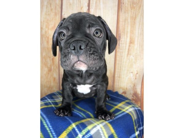 French Bulldog DOG Male black brindle 5775 Petland Ashland, Kentucky