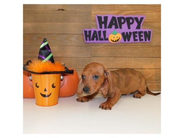 Dachshund DOG Male Red 5780 Petland Ashland, Kentucky