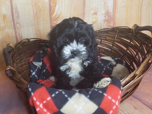 Cocker Spaniel DOG Female BLK WH 5777 Petland Ashland, Kentucky