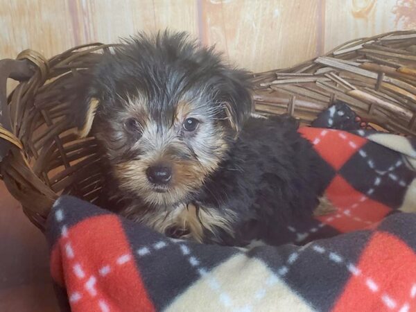 Yorkshire Terrier DOG Male black tan 5776 Petland Ashland, Kentucky