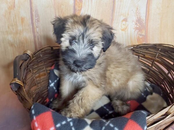 Soft Coated Wheaten Terrier DOG Female Wheaten 5779 Petland Ashland, Kentucky