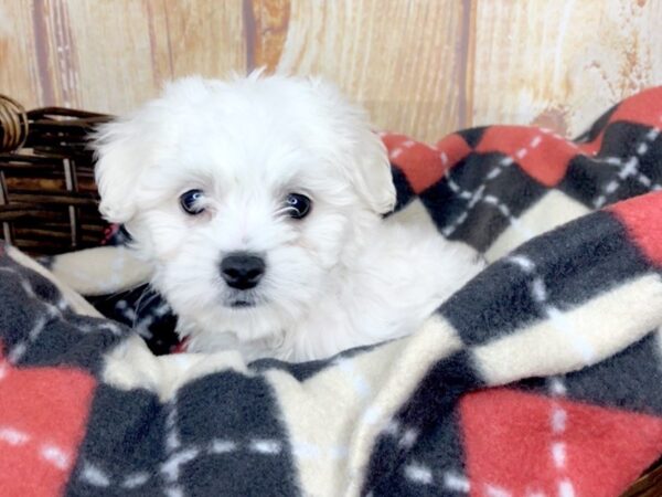 Malshi-DOG-Male-CREAM WHITE-5785-Petland Ashland, Kentucky