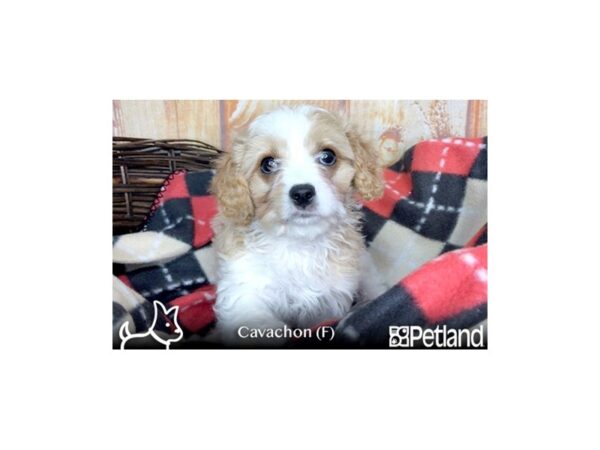 Cava Chon DOG Female BLENHEIM 5784 Petland Ashland, Kentucky