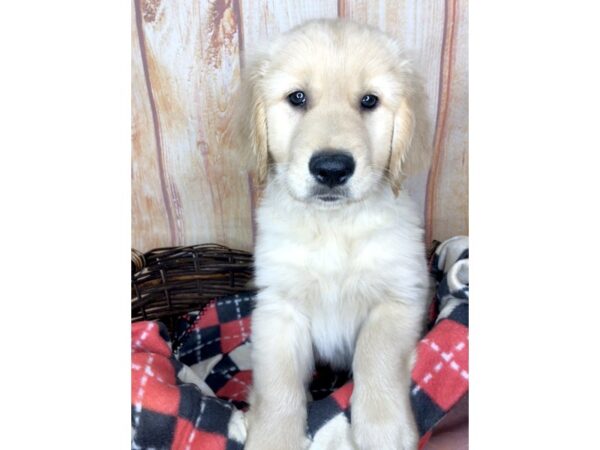 Golden Retriever DOG Male Golden 5783 Petland Ashland, Kentucky