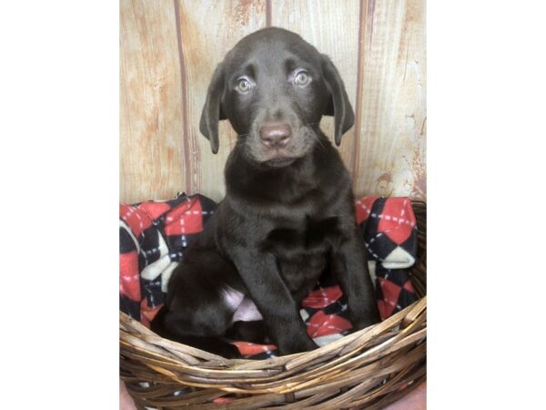 Labrador Retriever DOG Male Chocolate 5781 Petland Ashland, Kentucky