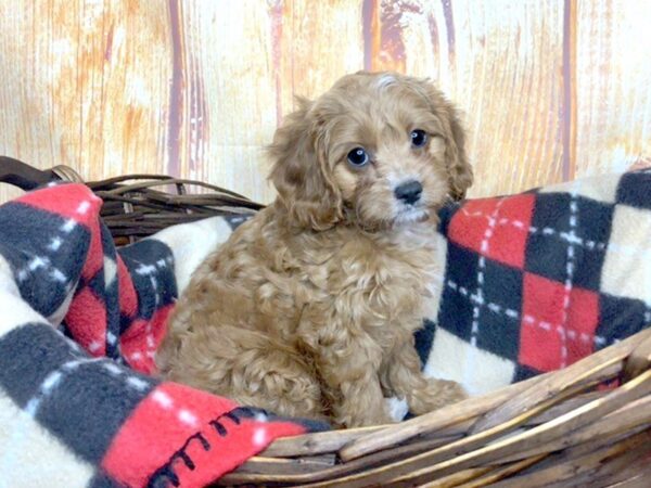 Cava Poo-DOG-Male-Red-5787-Petland Ashland, Kentucky