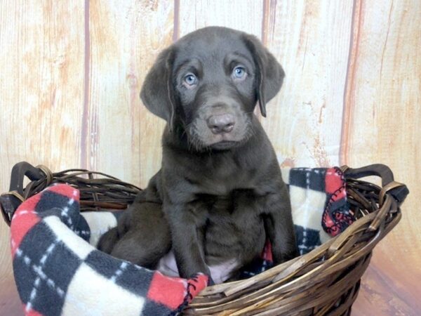 Labrador Retriever DOG Male Chcocolate 5786 Petland Ashland, Kentucky