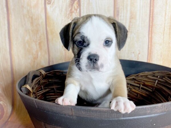 Bull Puggle DOG Male FAWN WHITE 5791 Petland Ashland, Kentucky