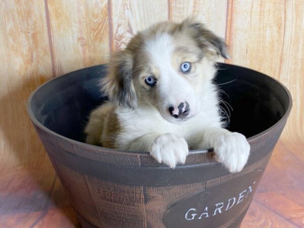 Aussie Mo-DOG-Male-Red Merle-5789-Petland Ashland, Kentucky