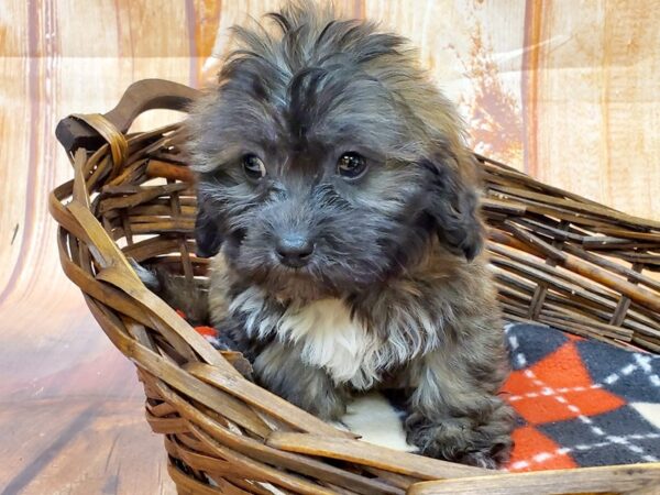 Teddy Bear DOG Male Sable 5796 Petland Ashland, Kentucky