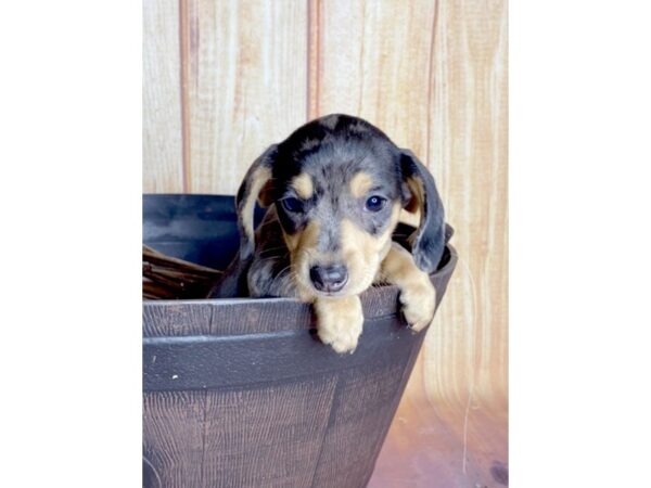 Dachshund DOG Male SILVER DAPPLE 5793 Petland Ashland, Kentucky