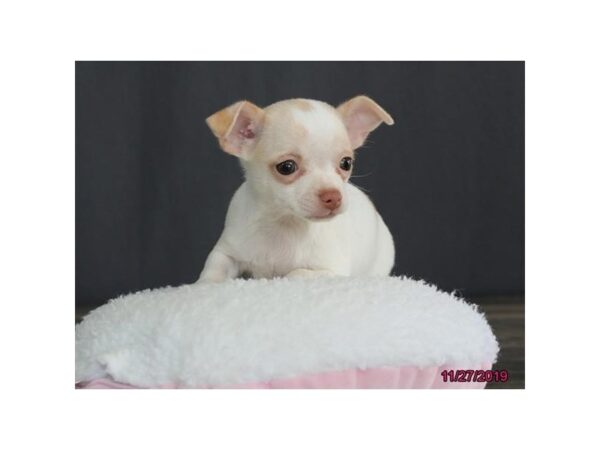 Chihuahua DOG Female White 5805 Petland Ashland, Kentucky