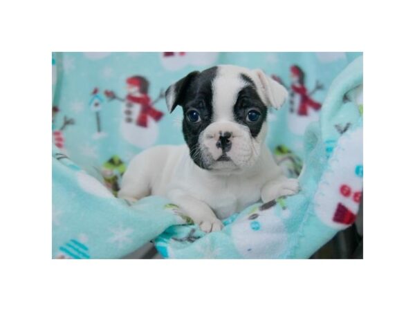 French Bulldog-DOG-Female-Black / White-5808-Petland Ashland, Kentucky