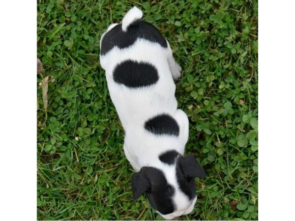 French Bulldog DOG Male Black / White 5809 Petland Ashland, Kentucky