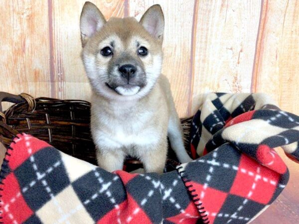 Shiba Inu DOG Female Red 5801 Petland Ashland, Kentucky