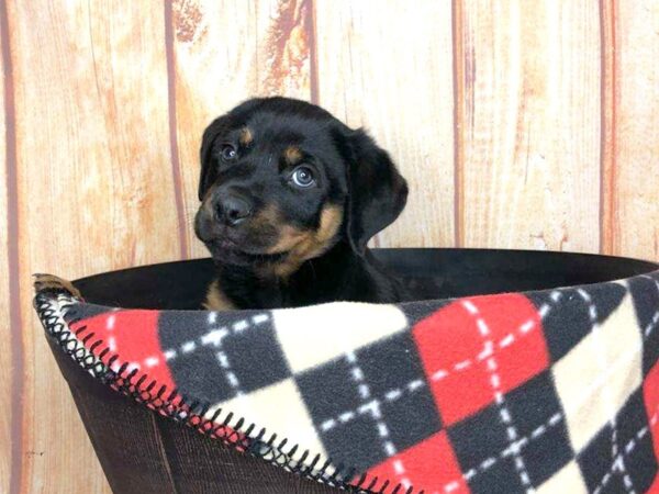 Rottweiler DOG Male Black and Tan 5800 Petland Ashland, Kentucky