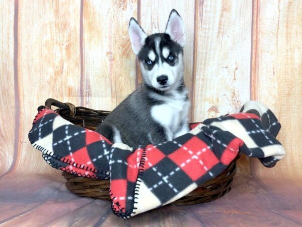 Siberian Husky DOG Female Black White 5797 Petland Ashland, Kentucky