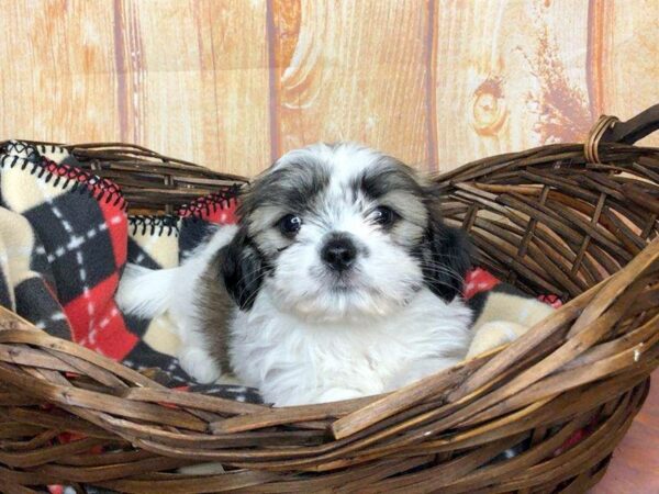 Teddy-DOG-Female-Brown White-5803-Petland Ashland, Kentucky