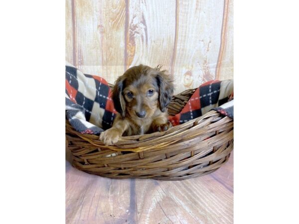 Dachshund DOG Male RED 5804 Petland Ashland, Kentucky