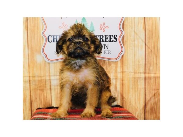 Brussels Griffon DOG Female Belge 5815 Petland Ashland, Kentucky