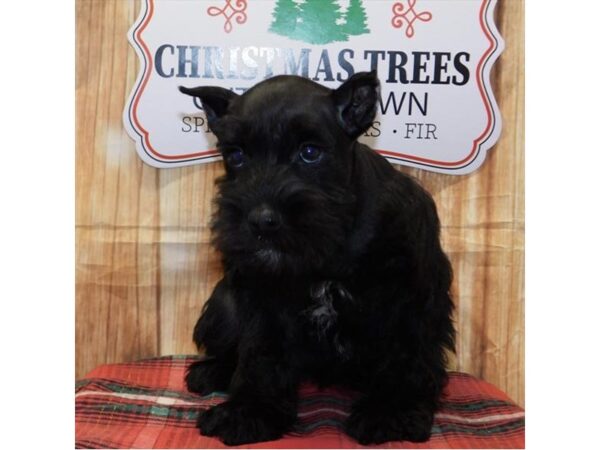 Miniature Schnauzer DOG Male Black 5817 Petland Ashland, Kentucky