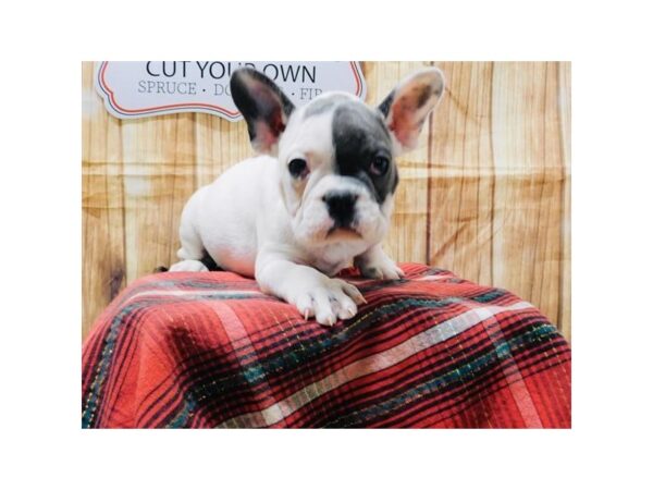 French Bulldog-DOG-Male-Blue-5816-Petland Ashland, Kentucky