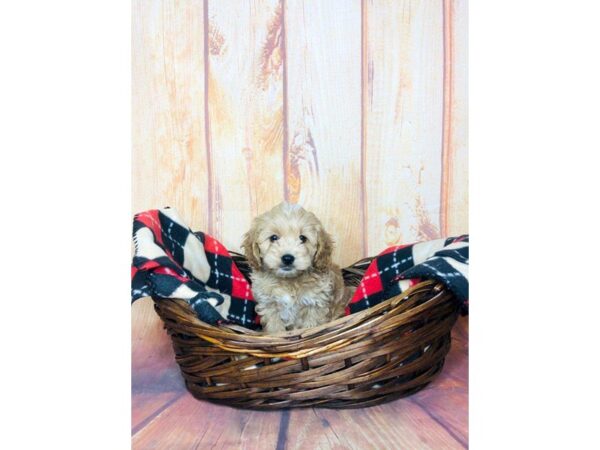 Cockadoodle-DOG-Female-RED-5814-Petland Ashland, Kentucky