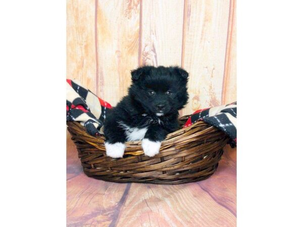 Pomsky-DOG-Female-BLK WHT-5813-Petland Ashland, Kentucky