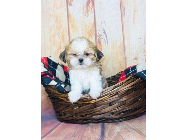 Shih Tzu DOG Male BRN WH 5812 Petland Ashland, Kentucky