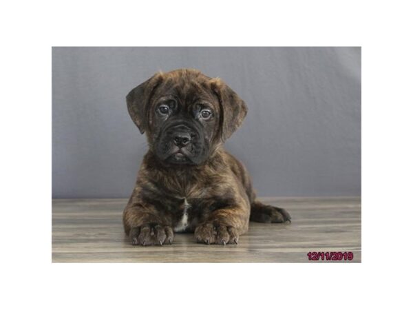 Bullmastiff DOG Female Black Brindle 5826 Petland Ashland, Kentucky