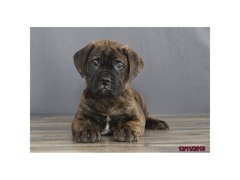 How Much Do Bullmastiff Puppies Cost